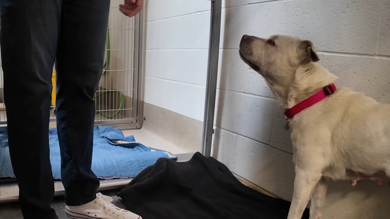 blind deaf dog looking at man coming