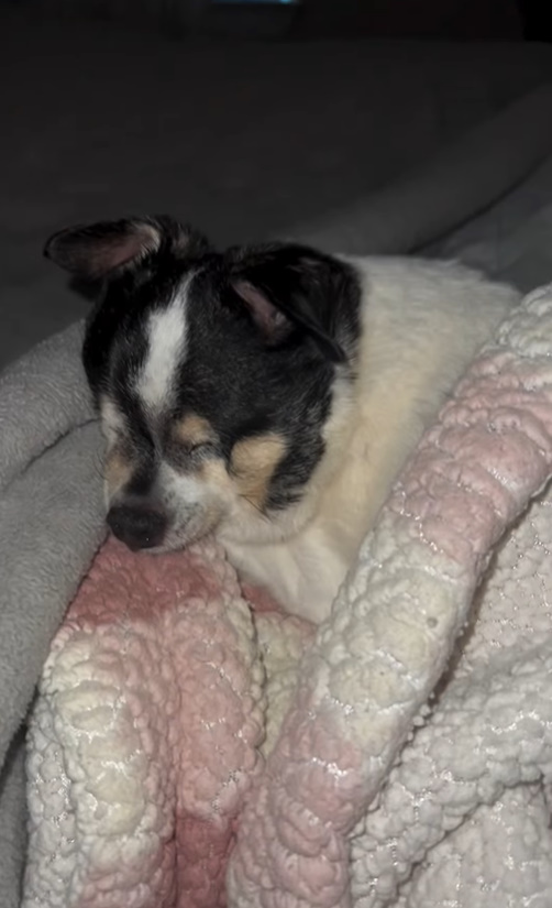 blind dog wrapped in a blanket