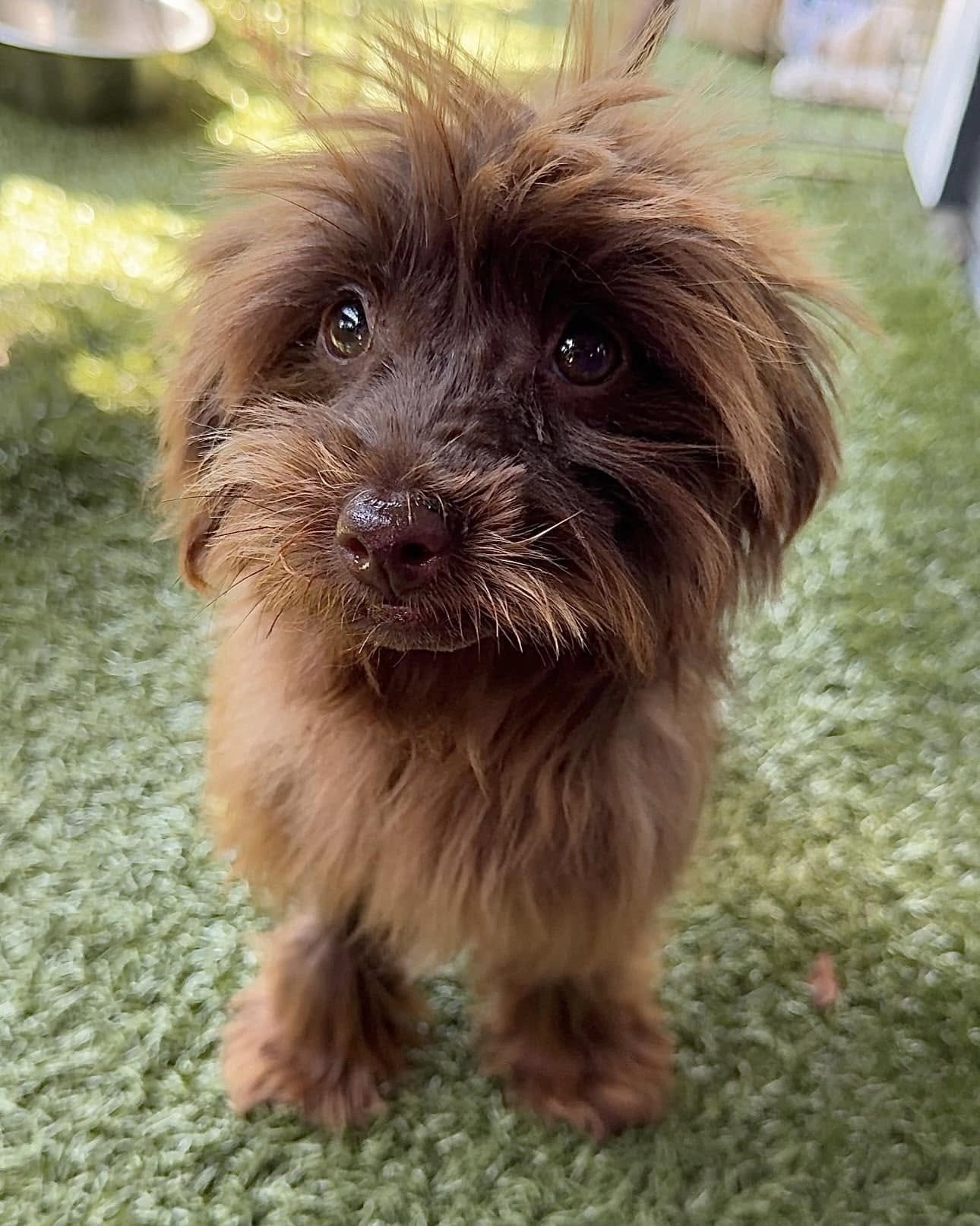 brown dog with cute eyes