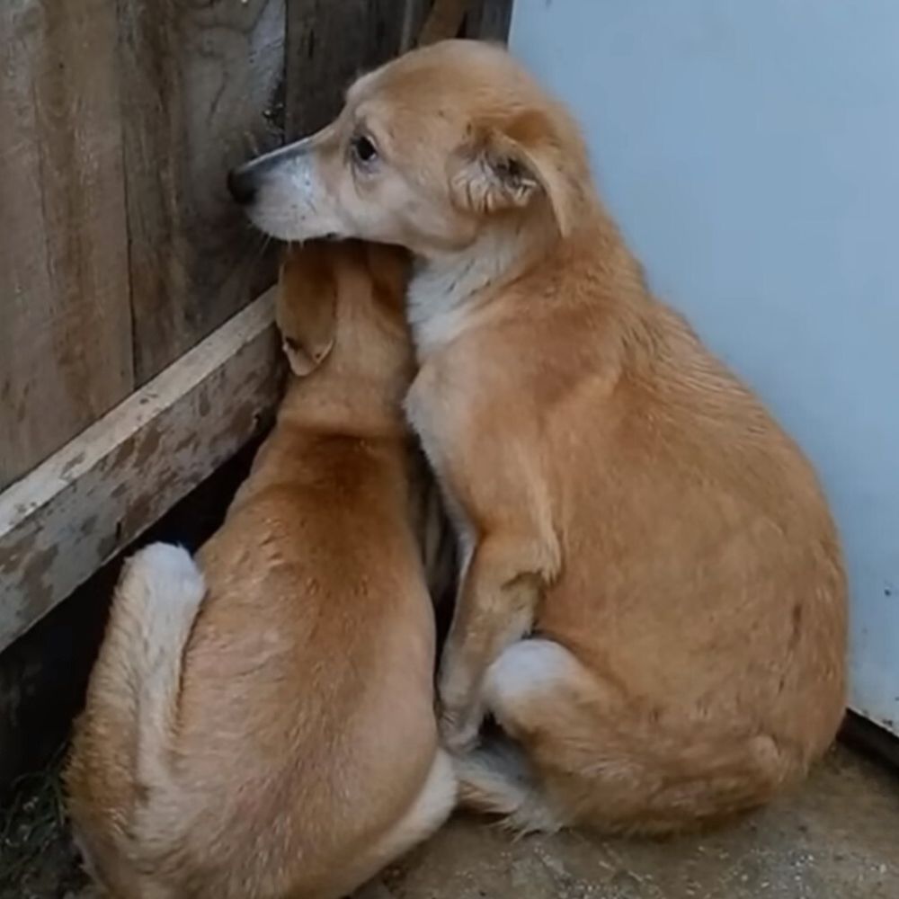 brown twin dogs