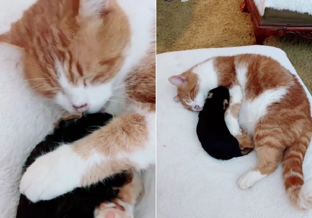 cat cuddling a puppy