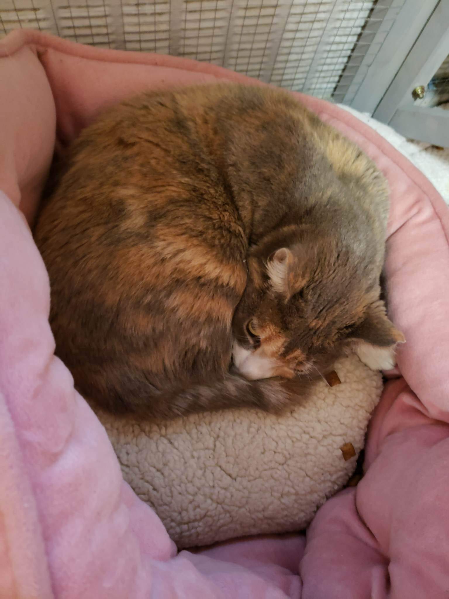 cat laying in the bed