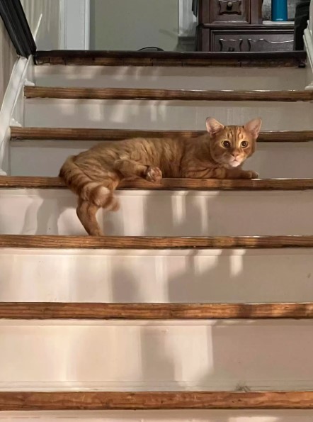 cat on the stairs