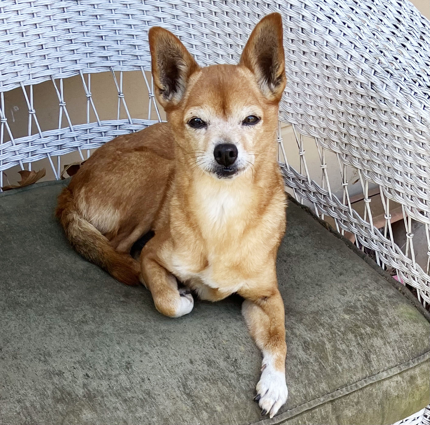 chihuahua lying in a chair