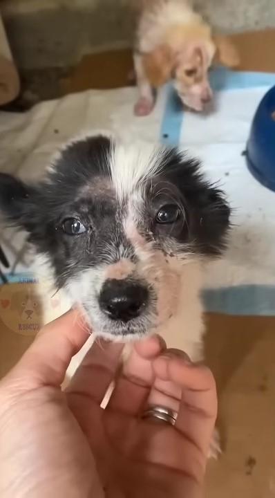 close-up photo of a puppy