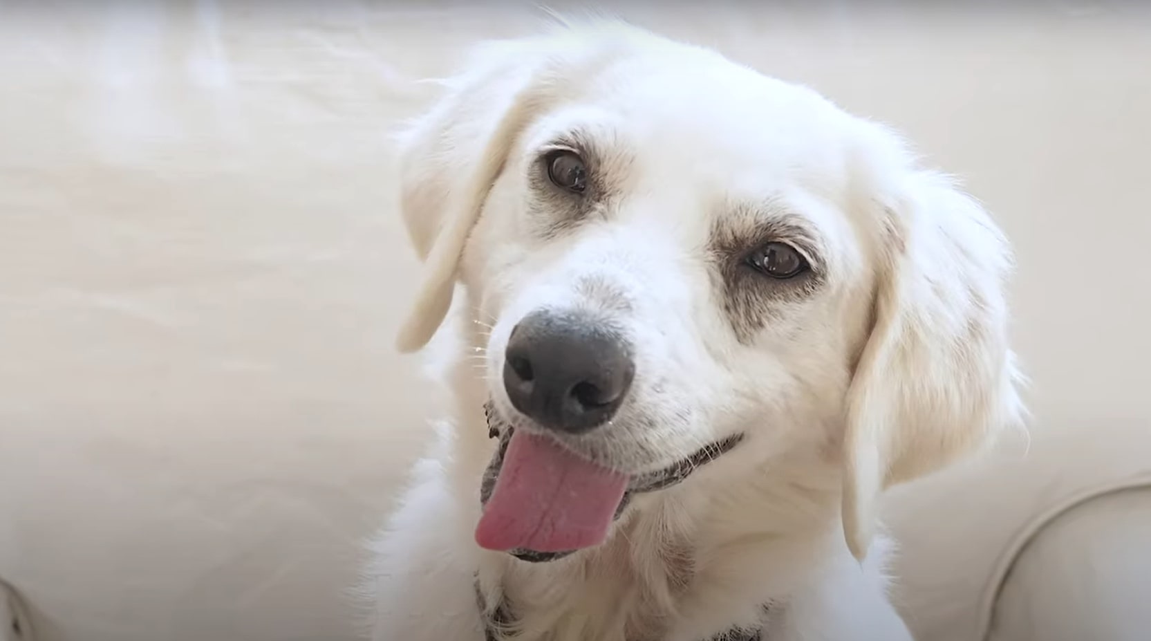 close-up photo of a white fluffy dog