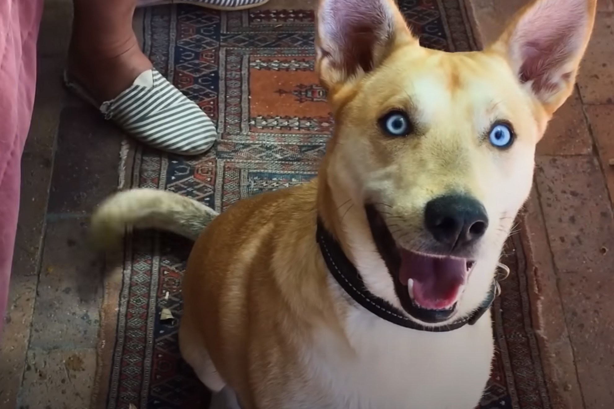 close-up photo of blue eyed dog