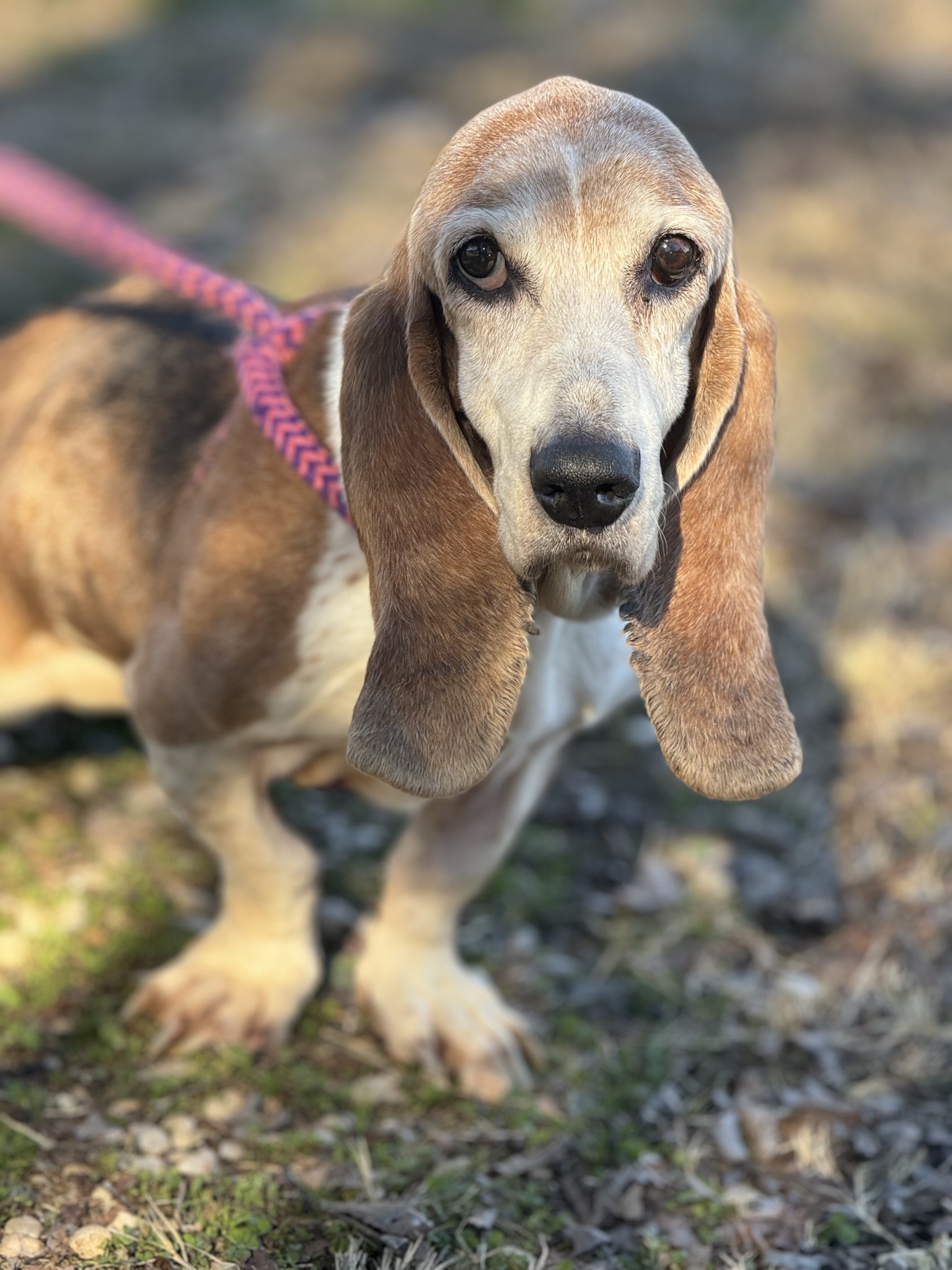 close-up photo of dog on a leash