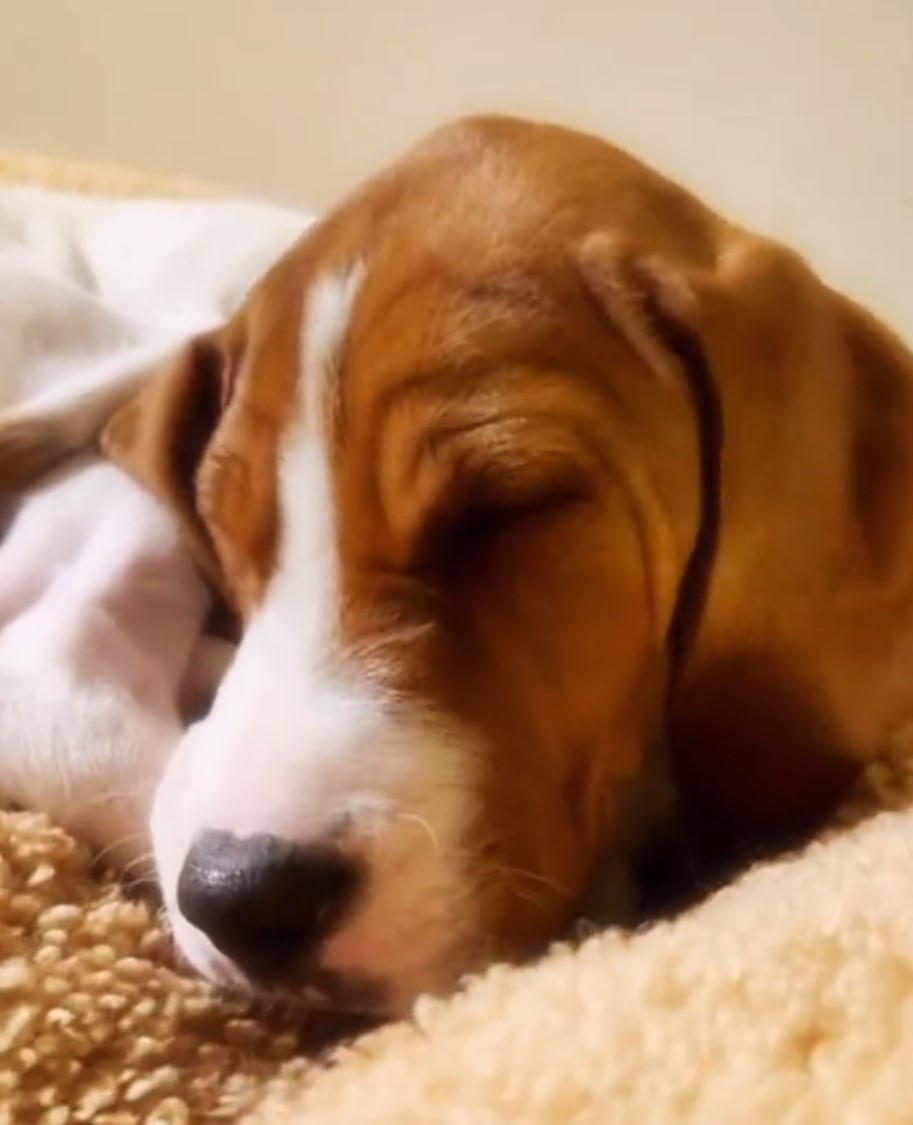 close-up photo of dog sleeping