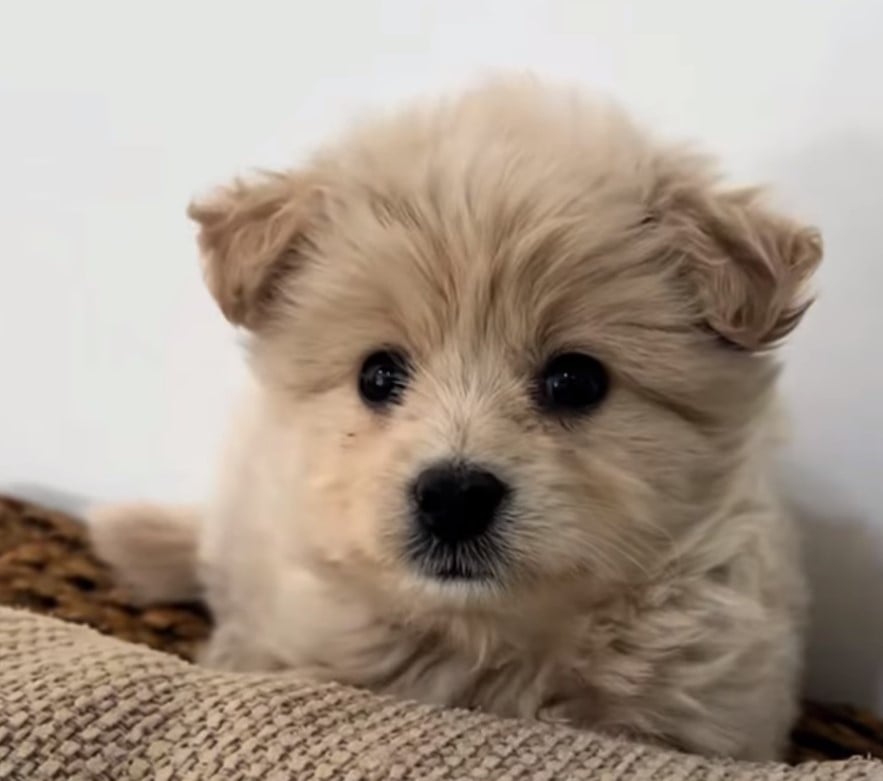 close-up photo of rescued puppy