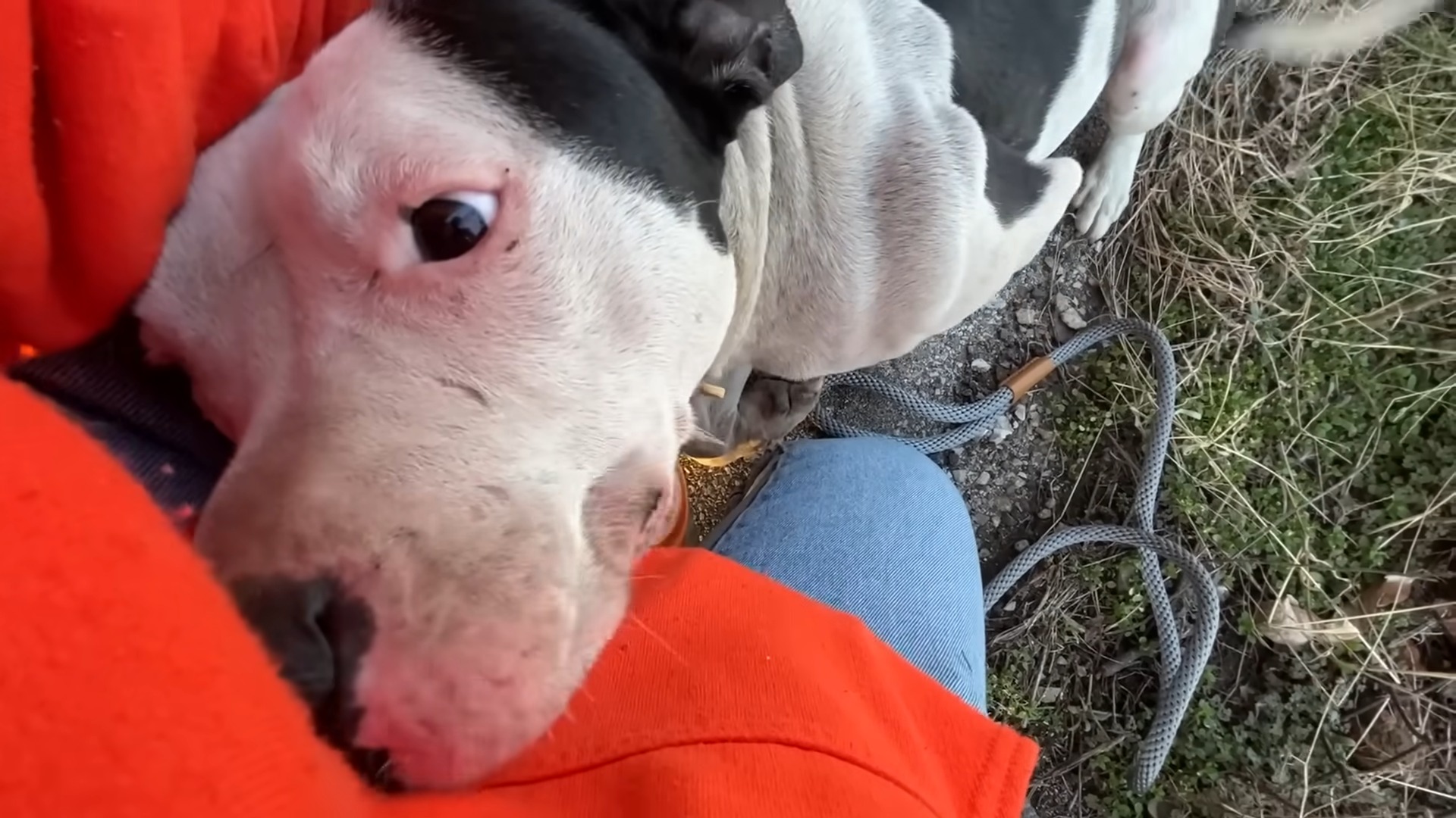 close-up photo of stray dog