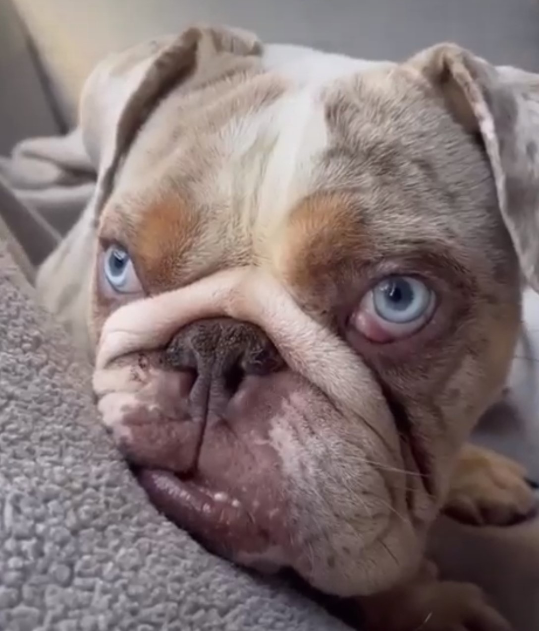 Close-up photo of tiny bulldog