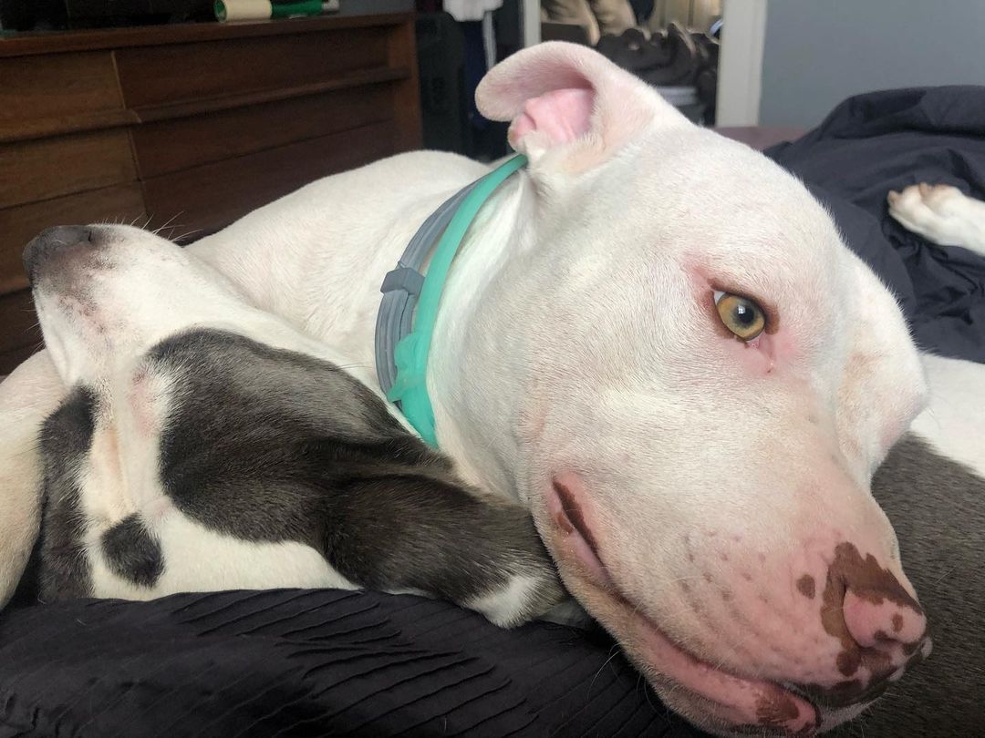 close-up photo of two dogs lying