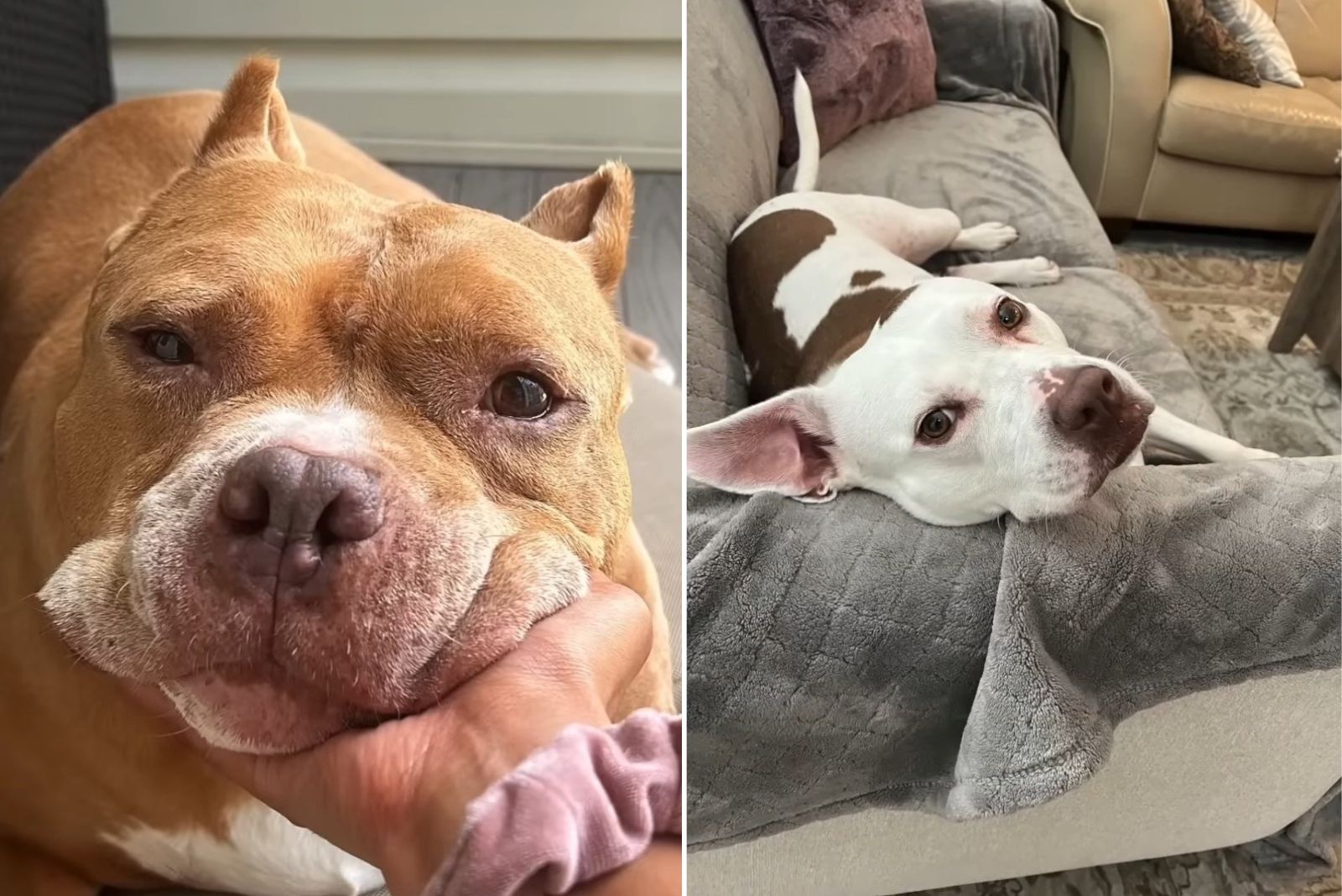 close-up photo of two dogs