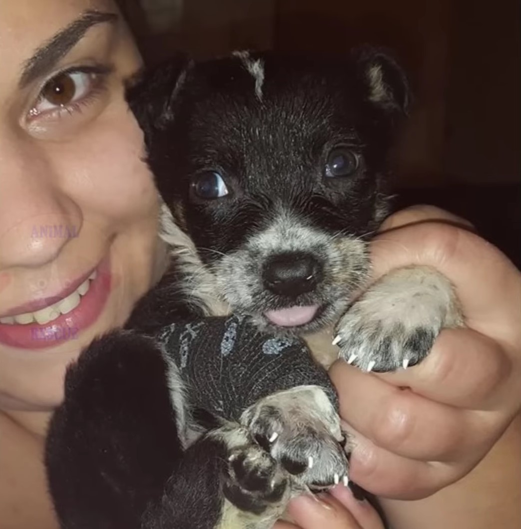 close-up photo of woman holding the dog