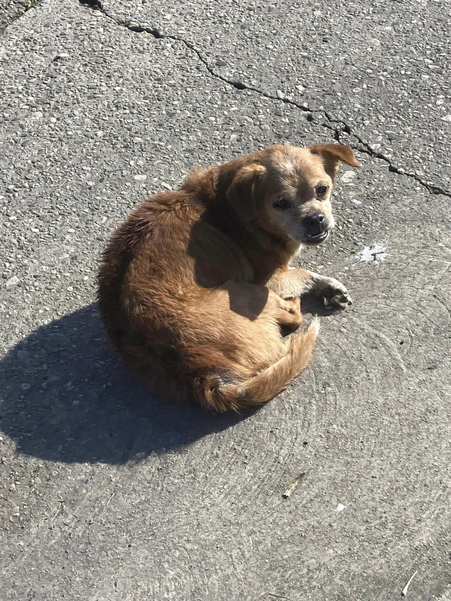 cute abandoned dog