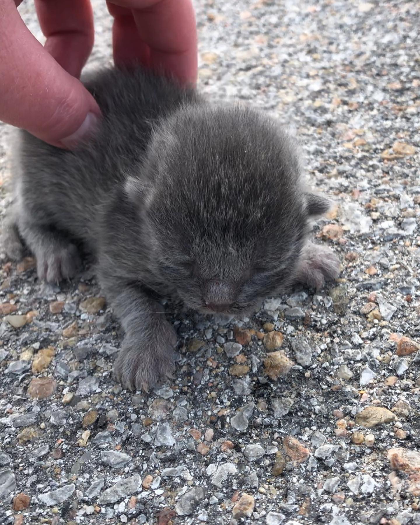 cute baby kitten