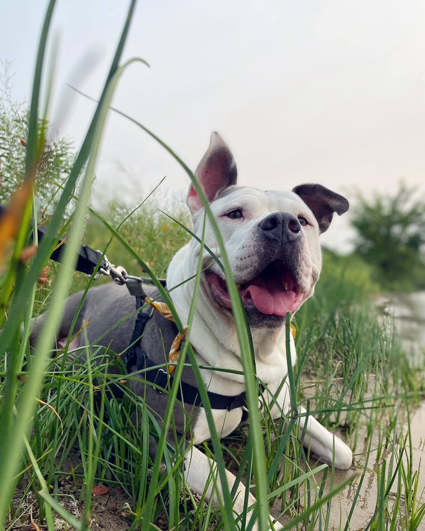 cute big dog in the grass