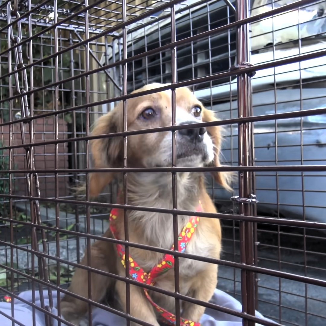 cute brown dog in a cage