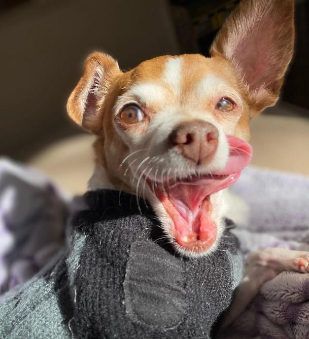 cute chihuahua licks herself