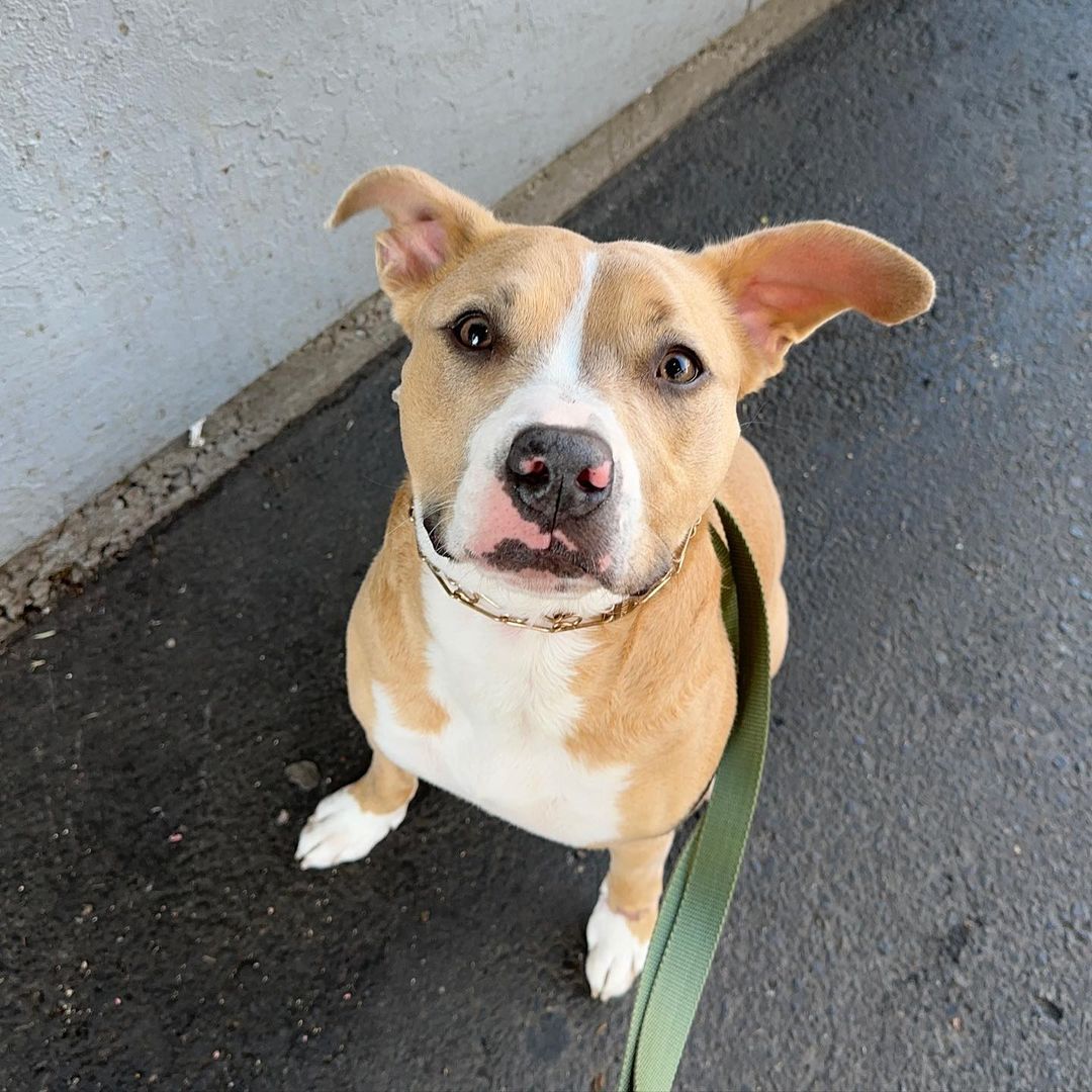 cute dog on leash posing for picture