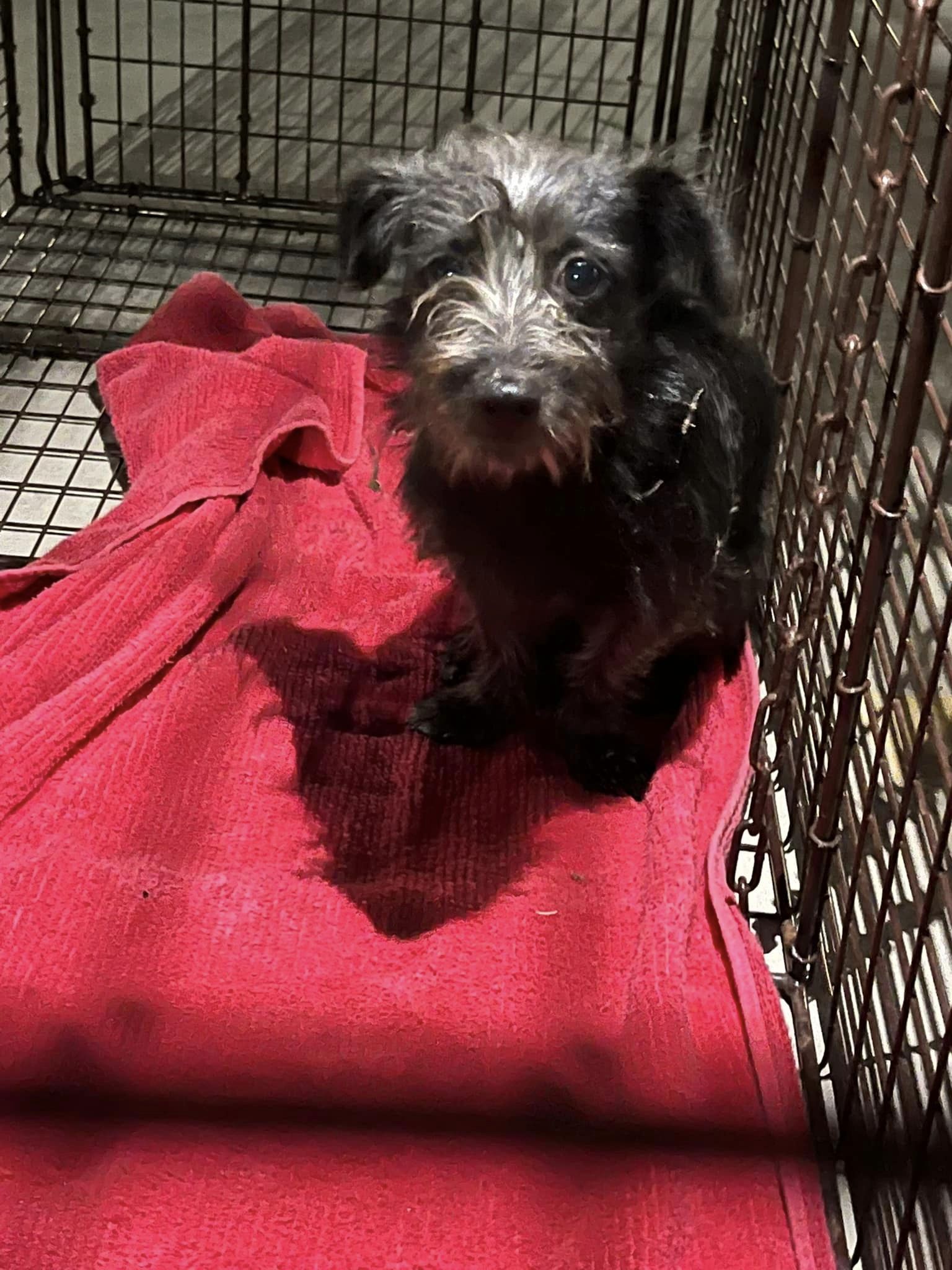 cute dog sitting in a cage