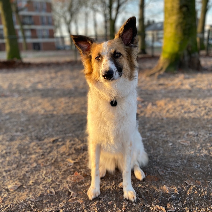 cute dog sitting outside