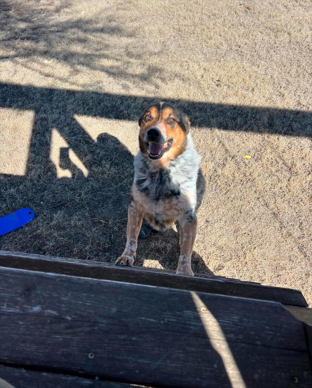 cute dog standing on a two legs