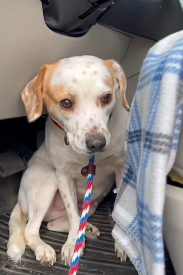 cute dog with leash in car