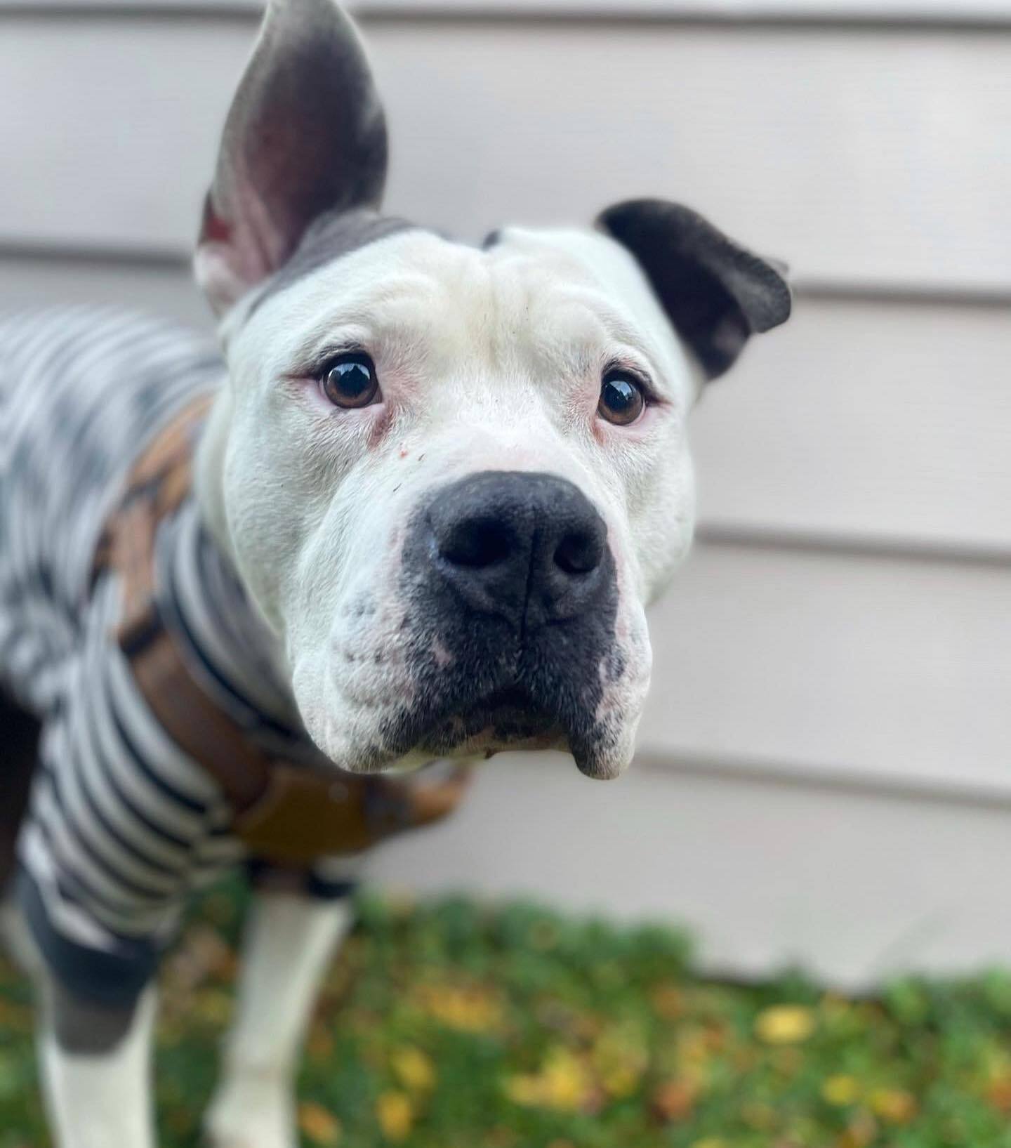 cute dog with one ear up