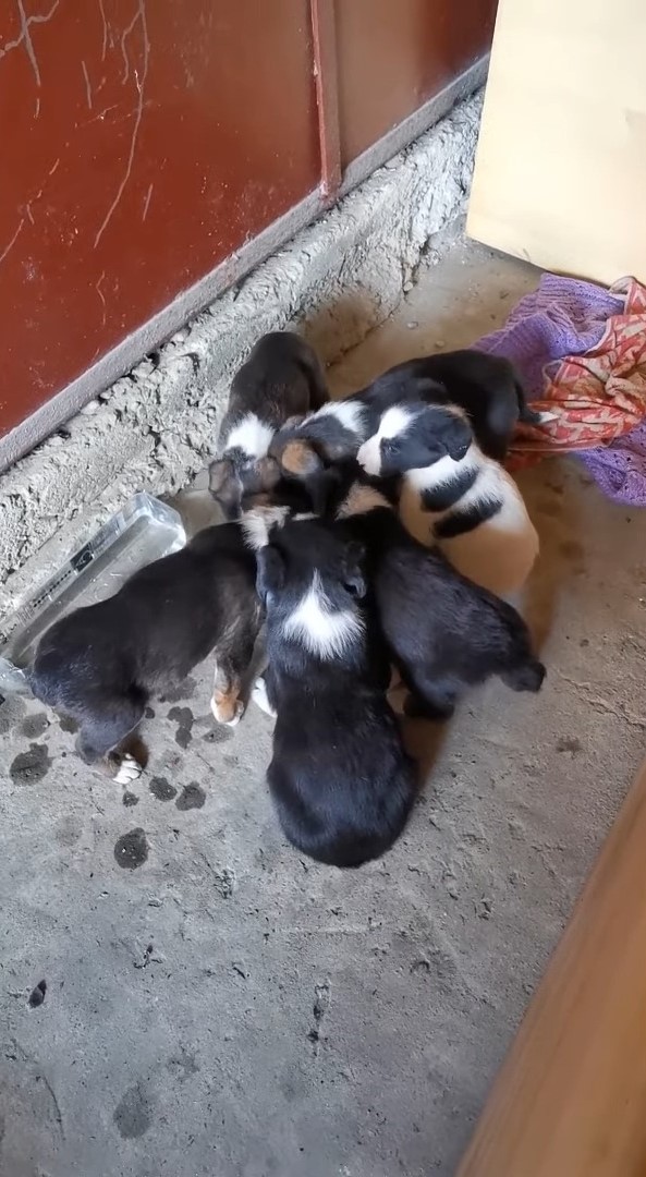 cute puppies