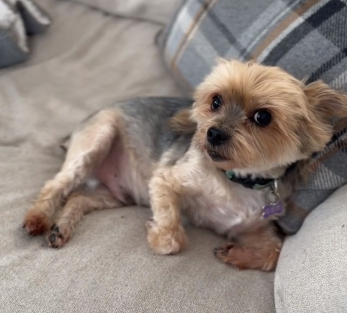 cute puppy on the couch