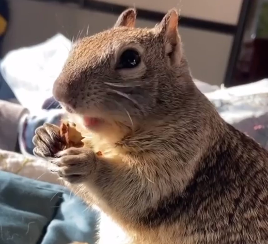 cute squirrel