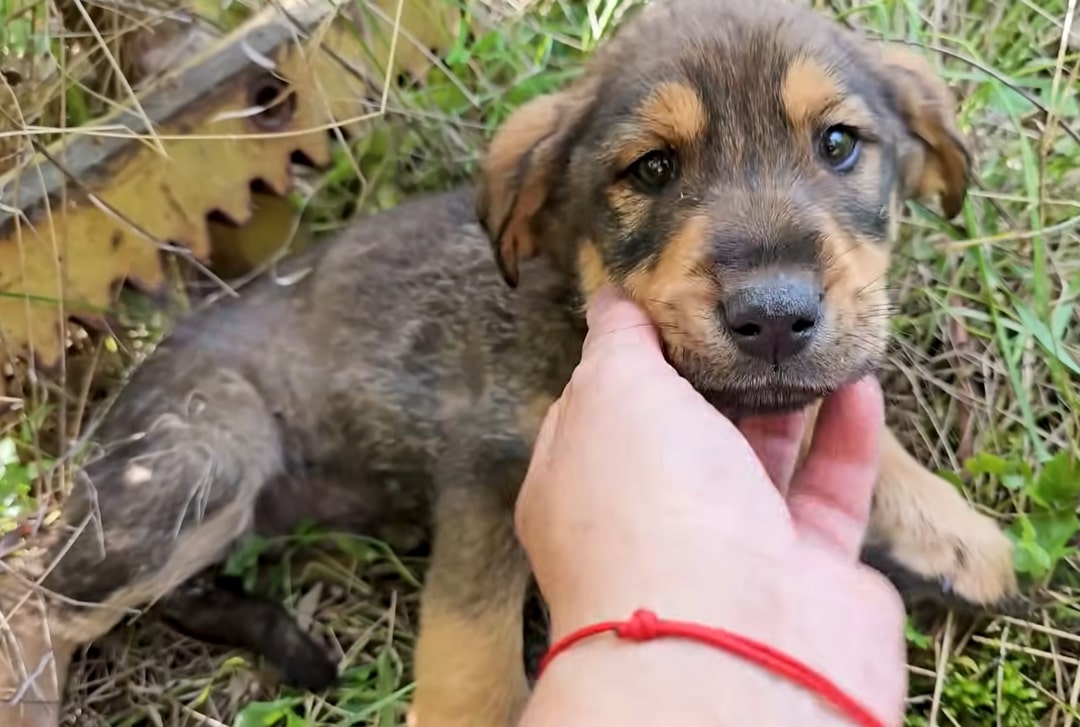 cute stray puppy