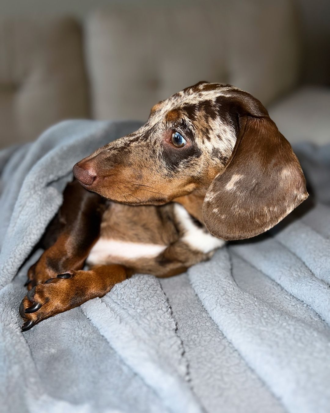 dachshund lying on couch