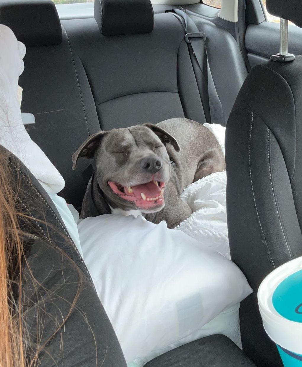 A deaf dog resting in a car