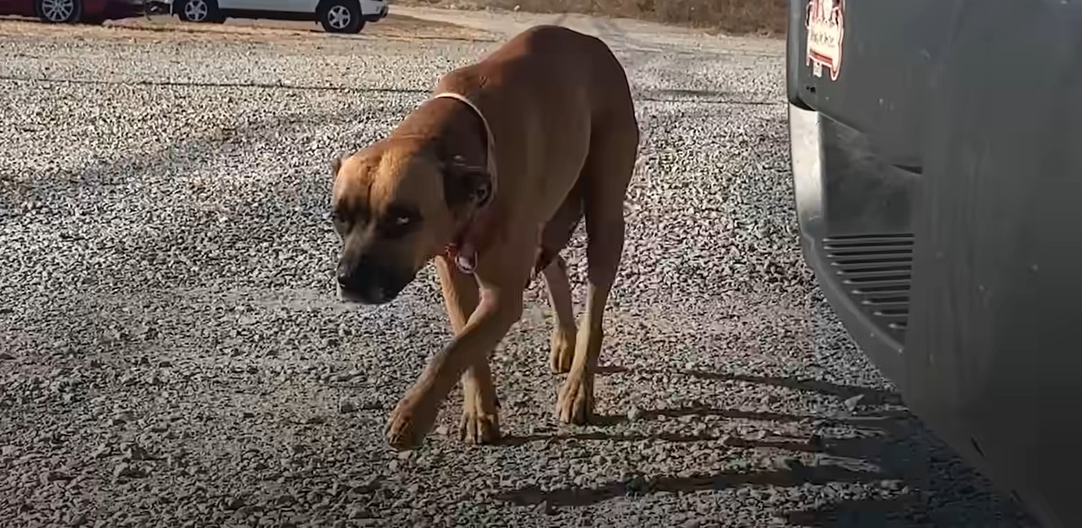 desperate mama dog