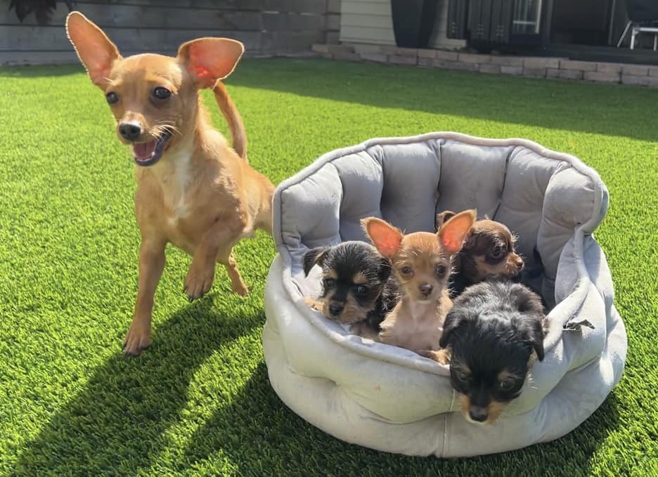 dog and puppies in the yard