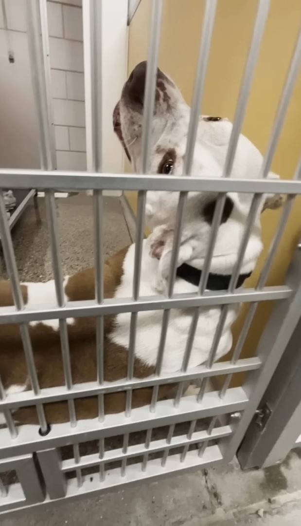 dog at shelter