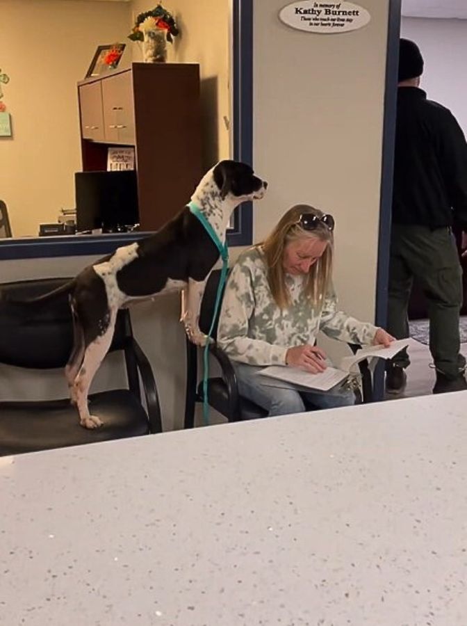 Dog Bursting with Joy for Solving the Papers