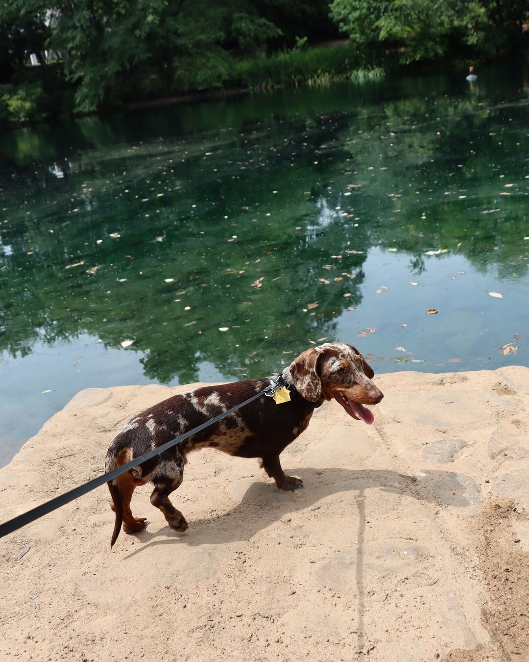 dog by the pond