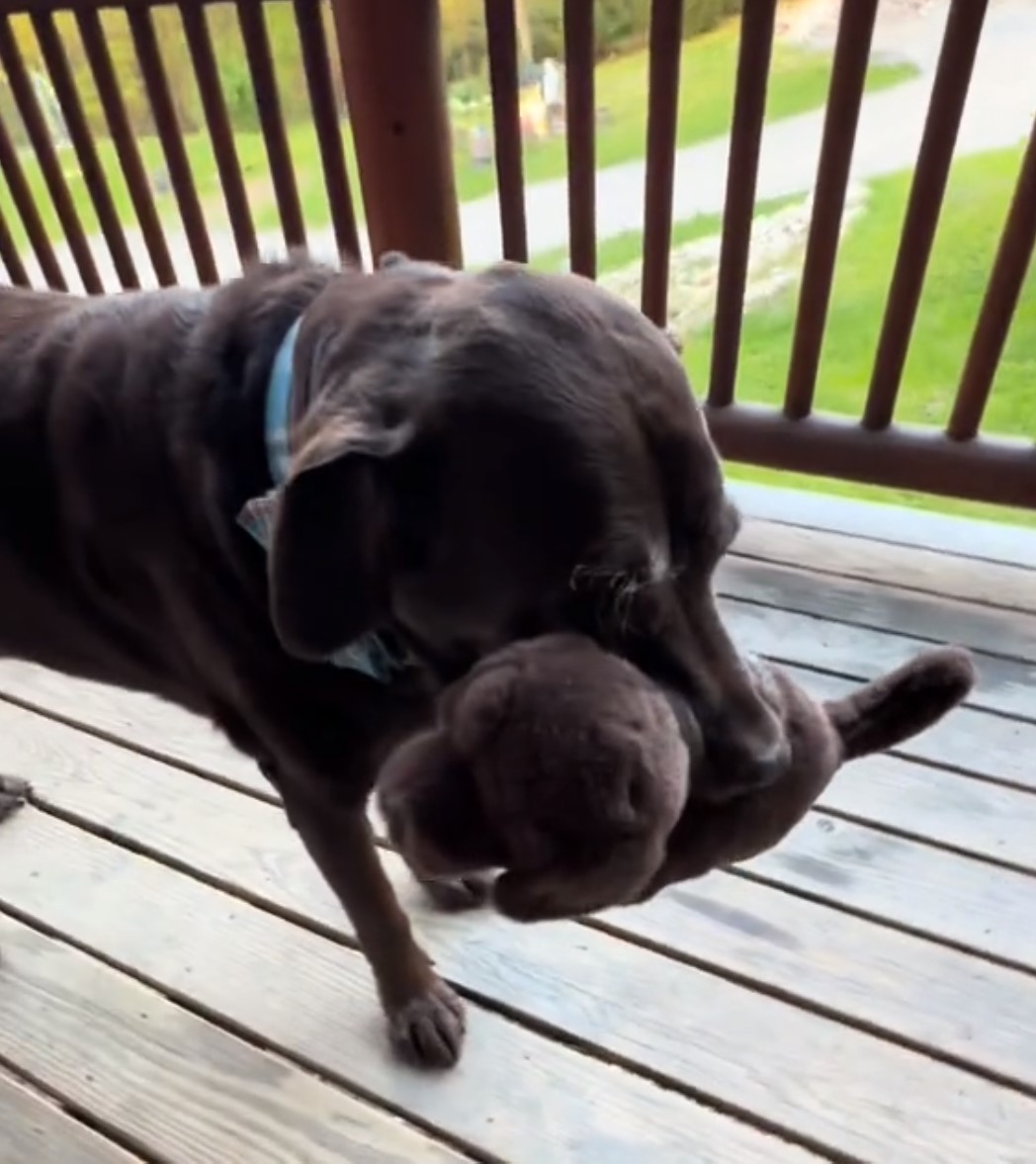 dog carrying a toy in its mouth