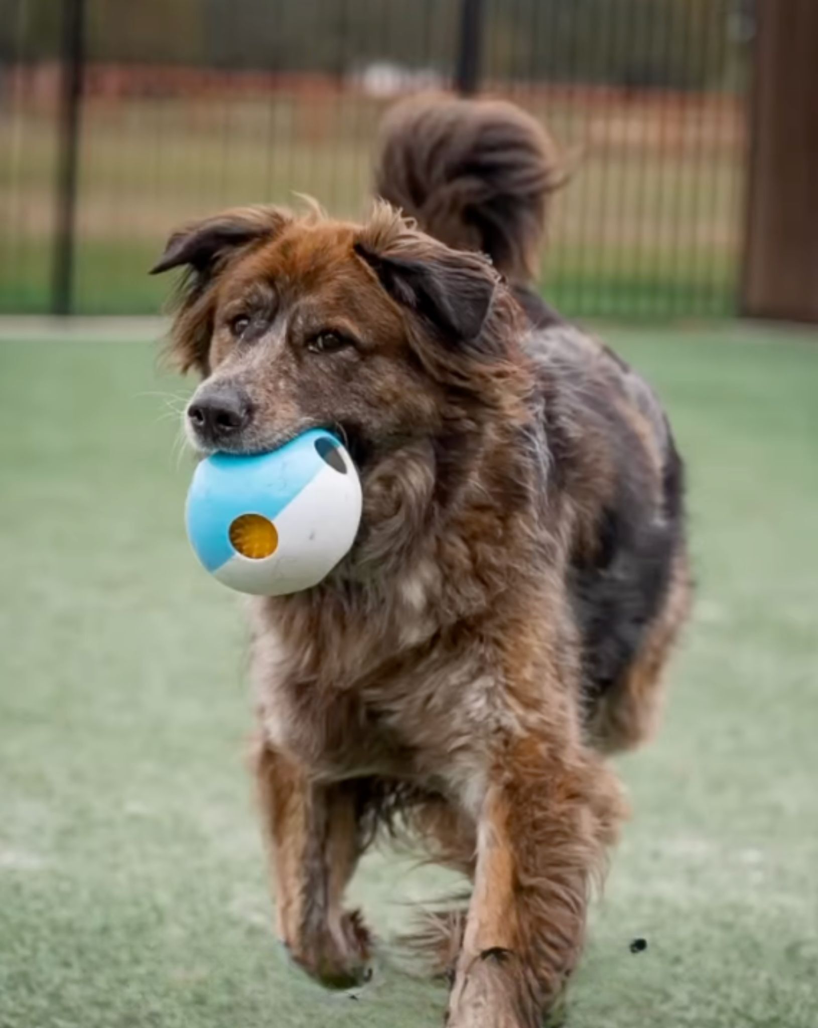 dog carrying a ball