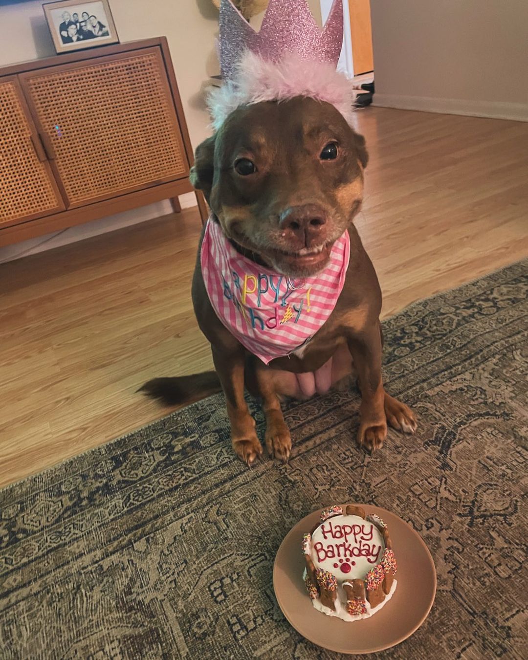 dog celebrating birthday