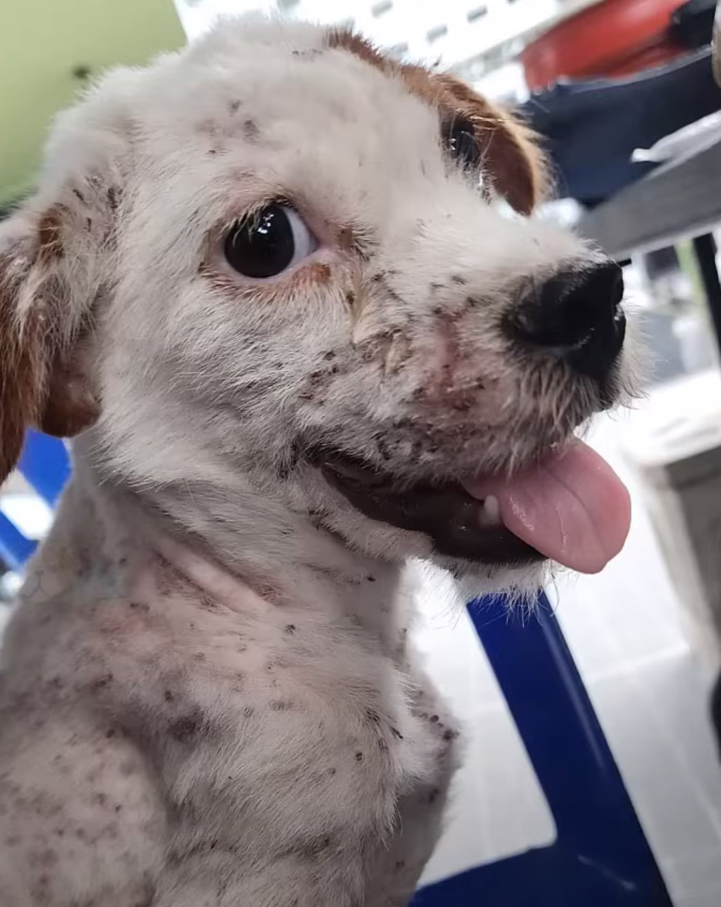 dog covered with ticks