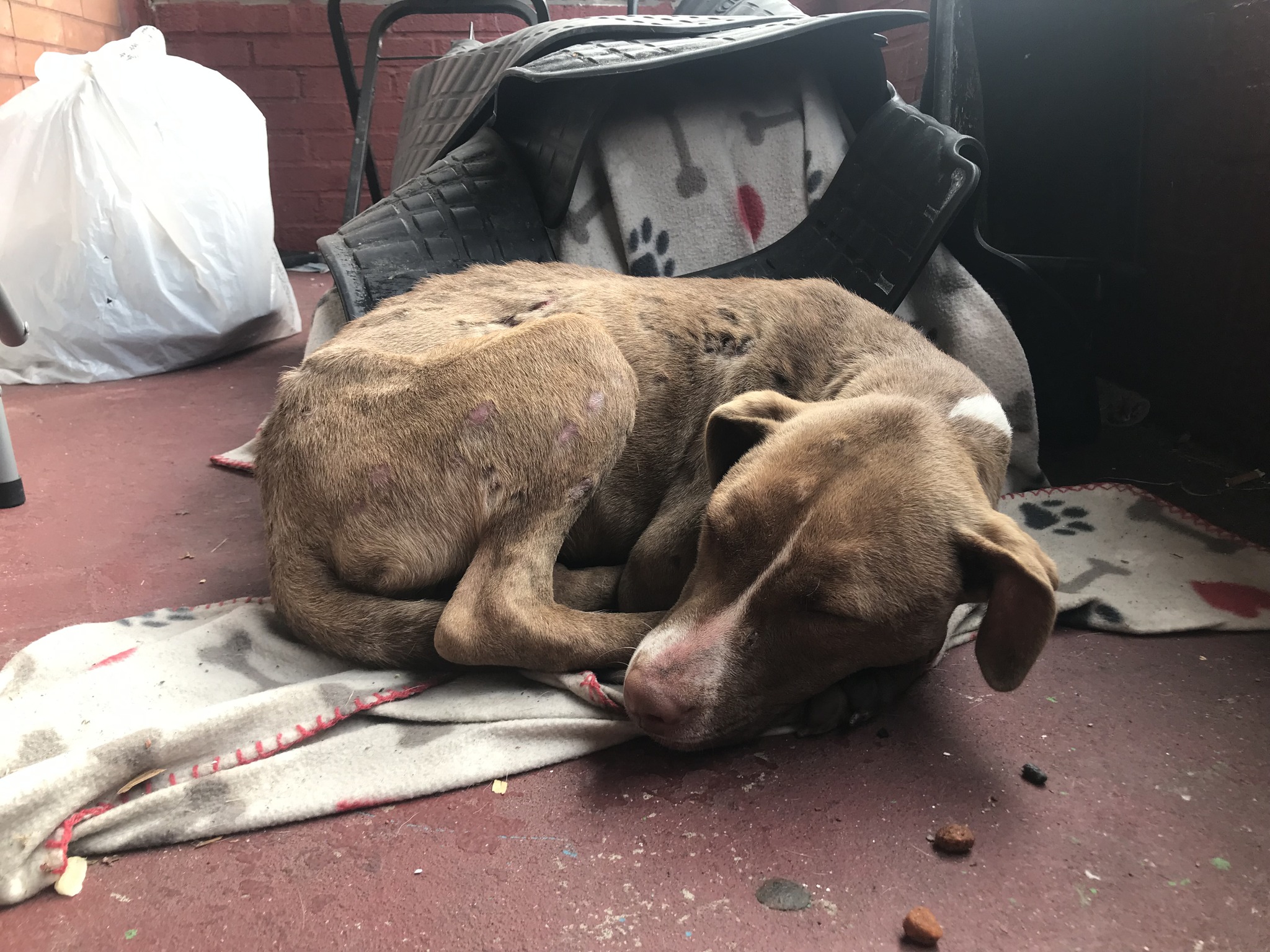 dog curled up on a porch