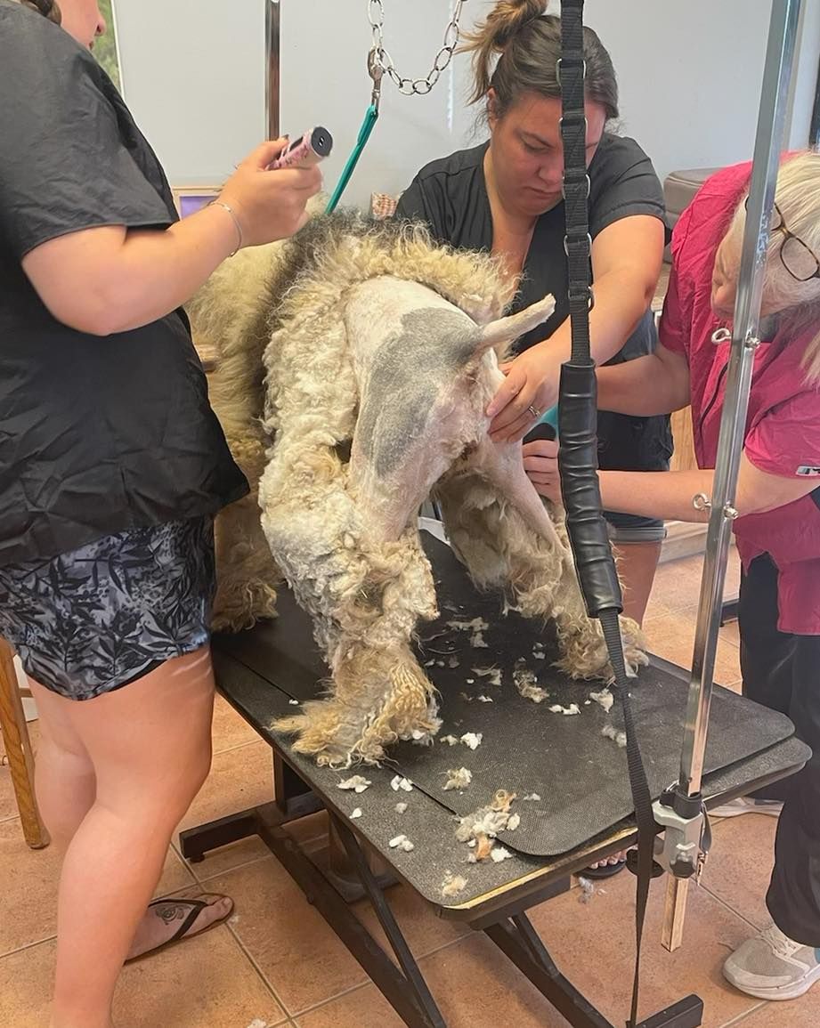 dog getting shaved