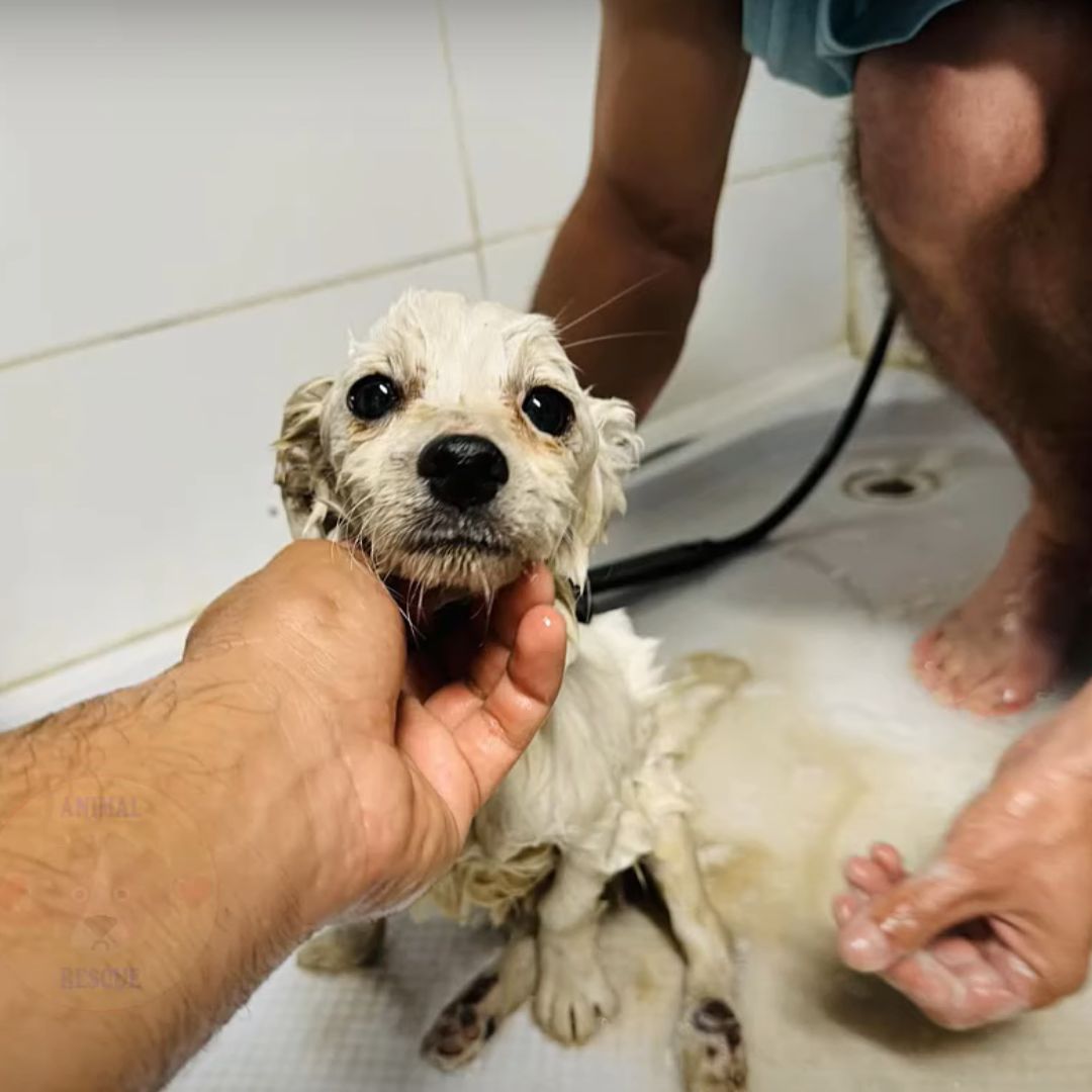 dog getting a bath