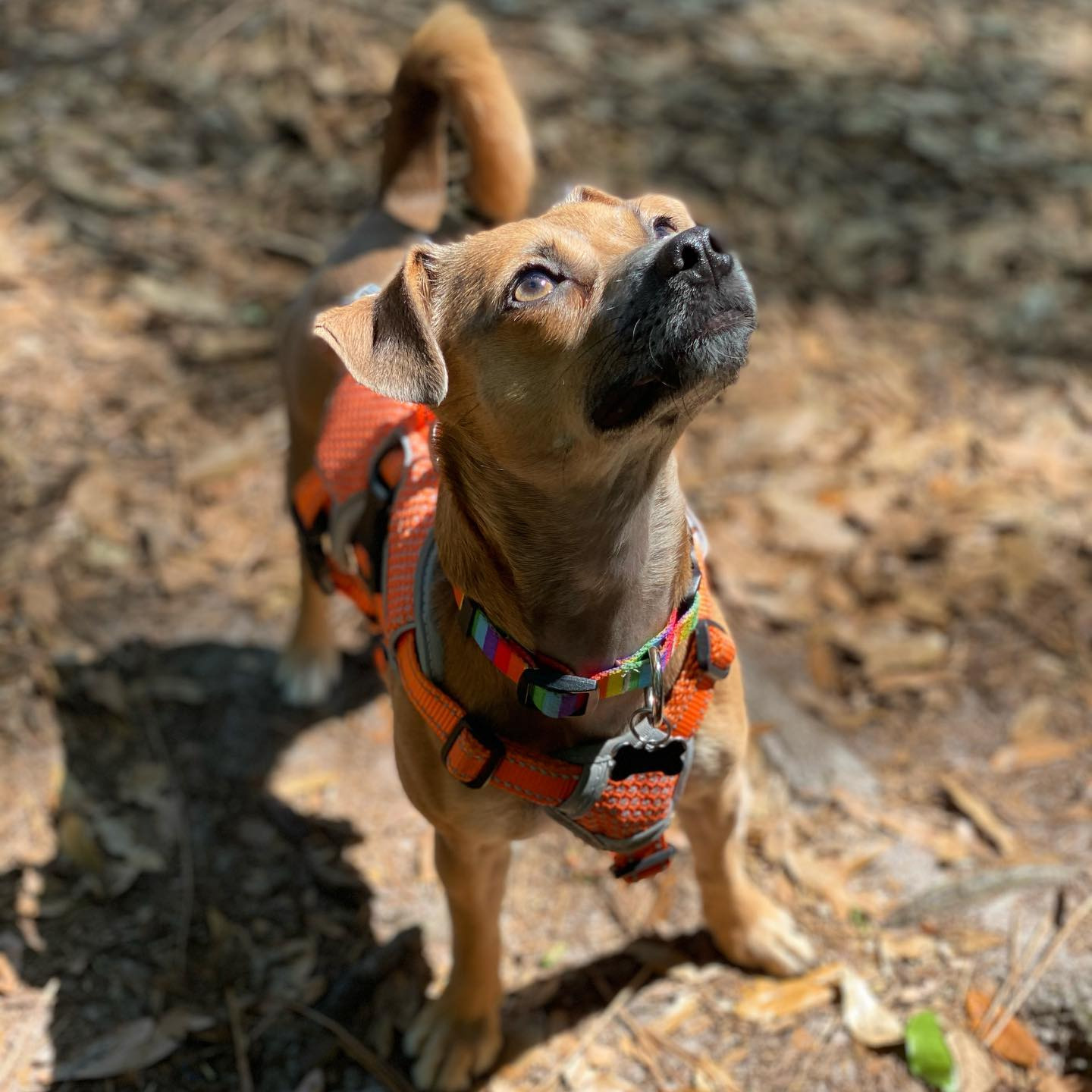 dog hiking