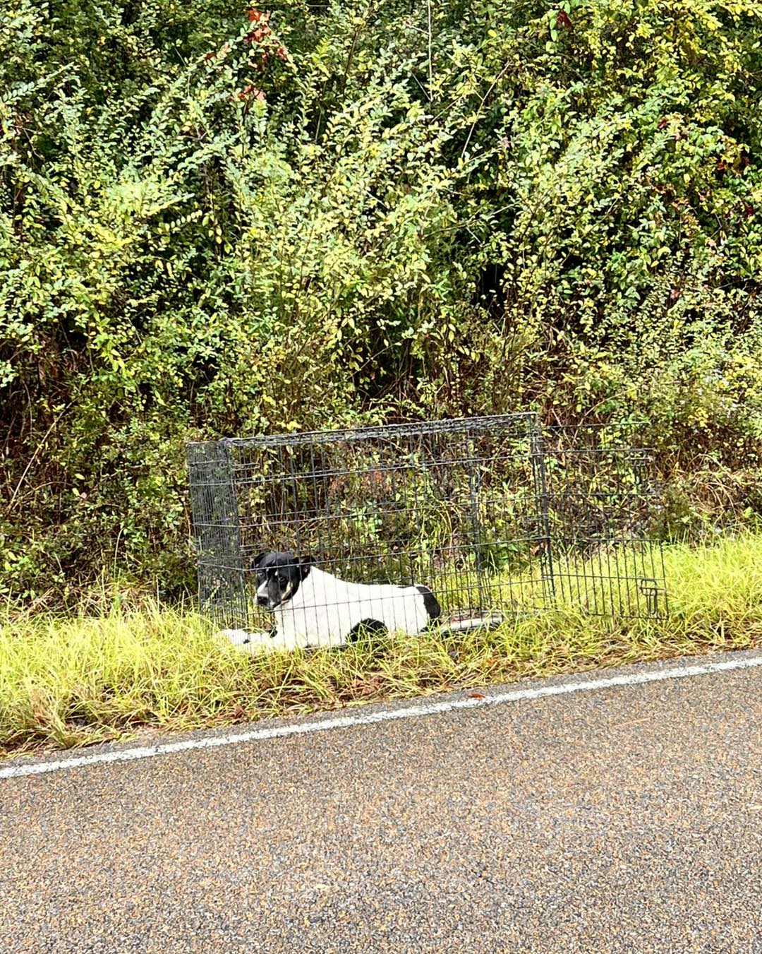 dog in a cage next to road